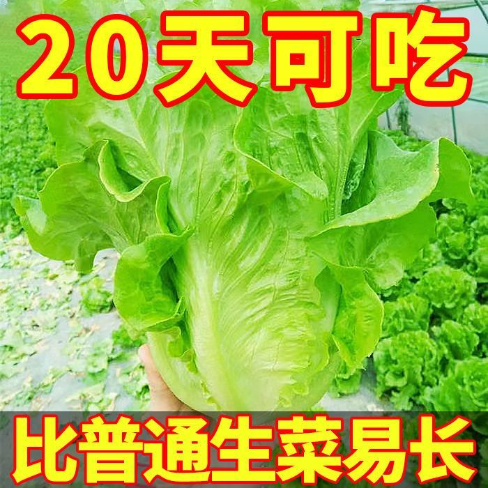 意大利生菜种子四季播奶油玻璃生菜籽阳台庭院蔬菜孑 到手价¥3.20