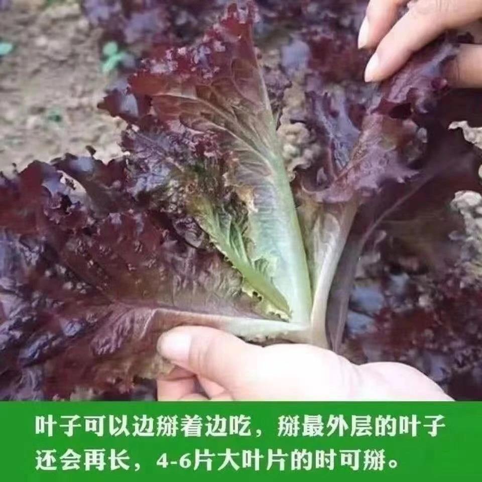 【苞对版】罗马直立生菜紫孔雀菜新鲜蔬菜生吃甜脆多汁咖耐寒秋种 到手价¥3.90