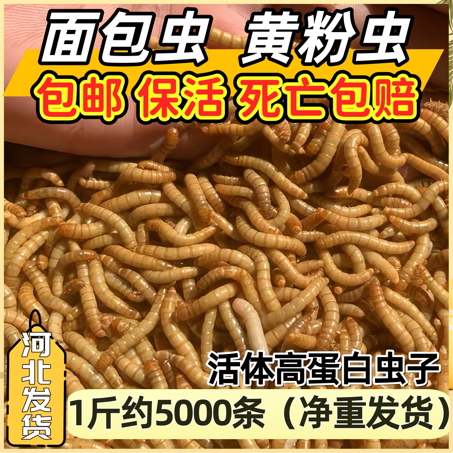 活面包虫活体黄粉虫画眉鸟食饲料八哥仓鼠零食守宫鱼食钓鱼饵料 到手价¥9.90