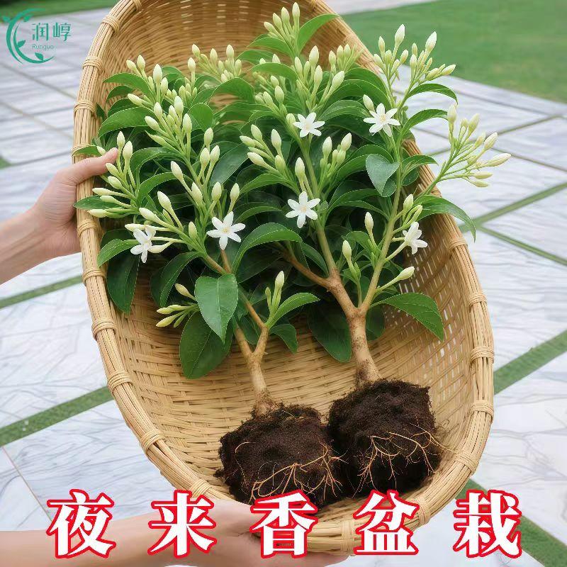 夜来香盆栽浓香型花卉夜来香树苗夏季秋季开花植物九里香四季常青 到手价¥6.90