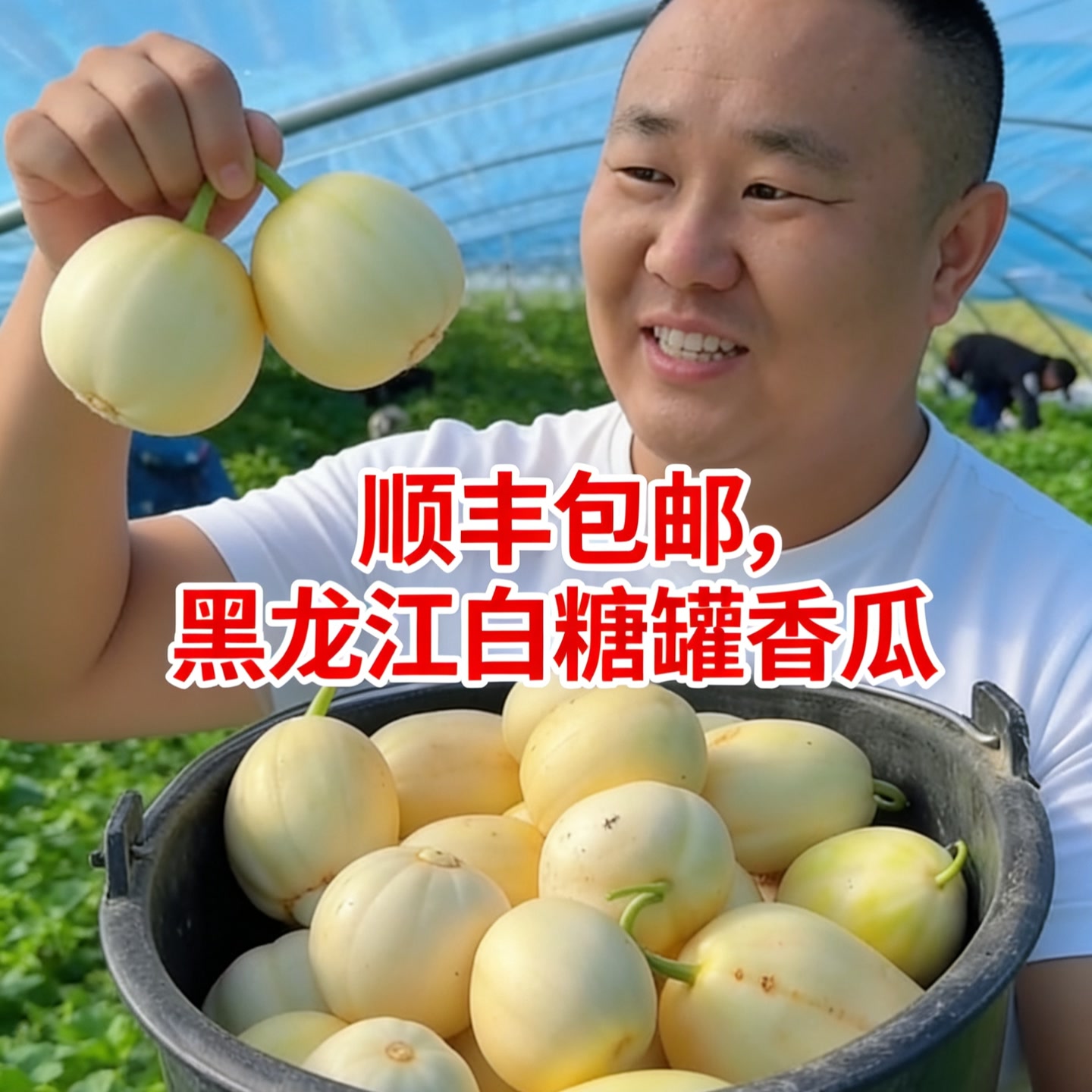 黑龙江大庆白糖罐甜香瓜4斤装（顺丰包邮） 到手价¥79.99