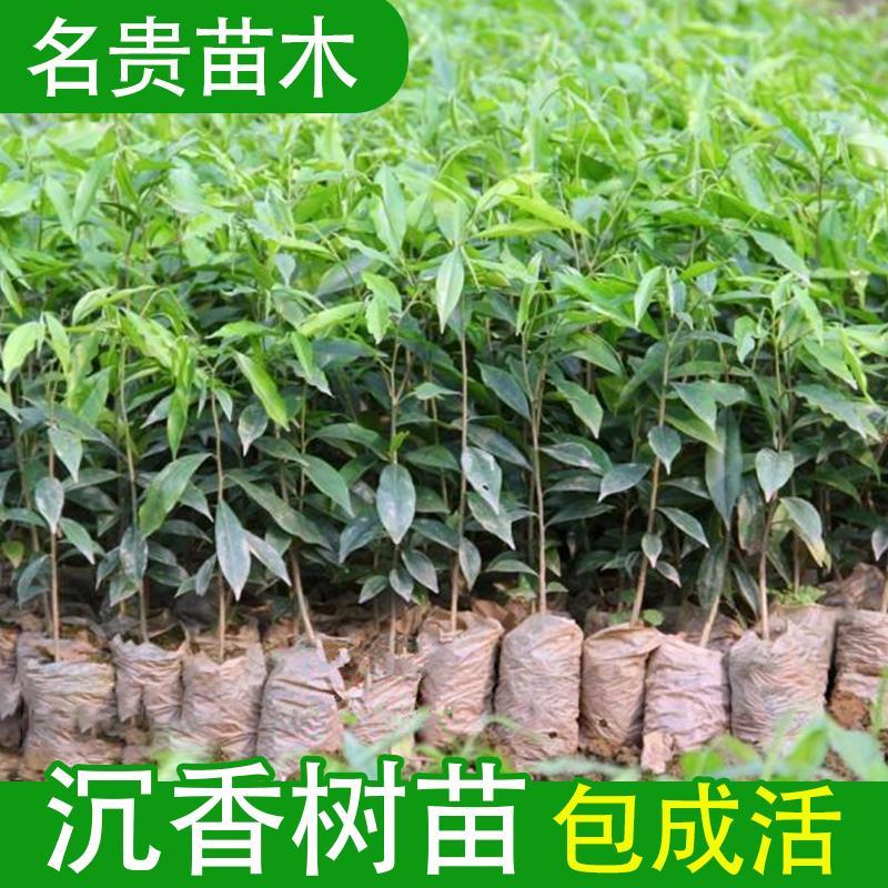 海南奇楠沉香苗嫁接树苗实生种苗珍贵树木品种南方北方沿海地区山 到手价¥8.80