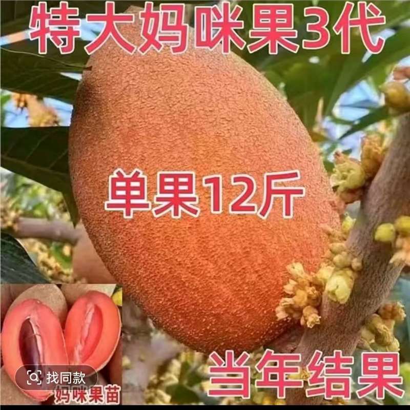 新品种马加纳妈咪果苗果树南方种植盆栽庭院阳台妈咪果苗当年结果 到手价¥8.80