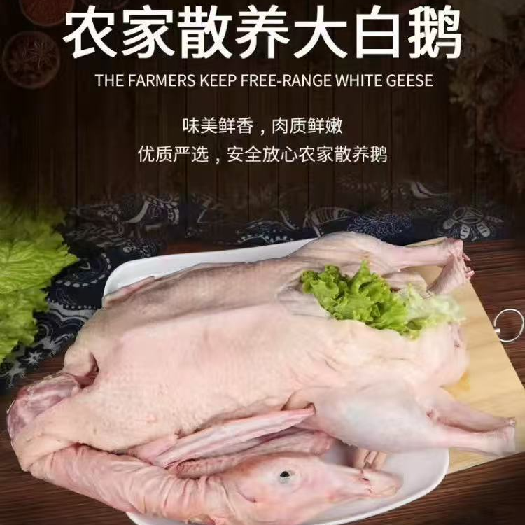 3新鲜农村散养大白鹅 到手价¥69.90