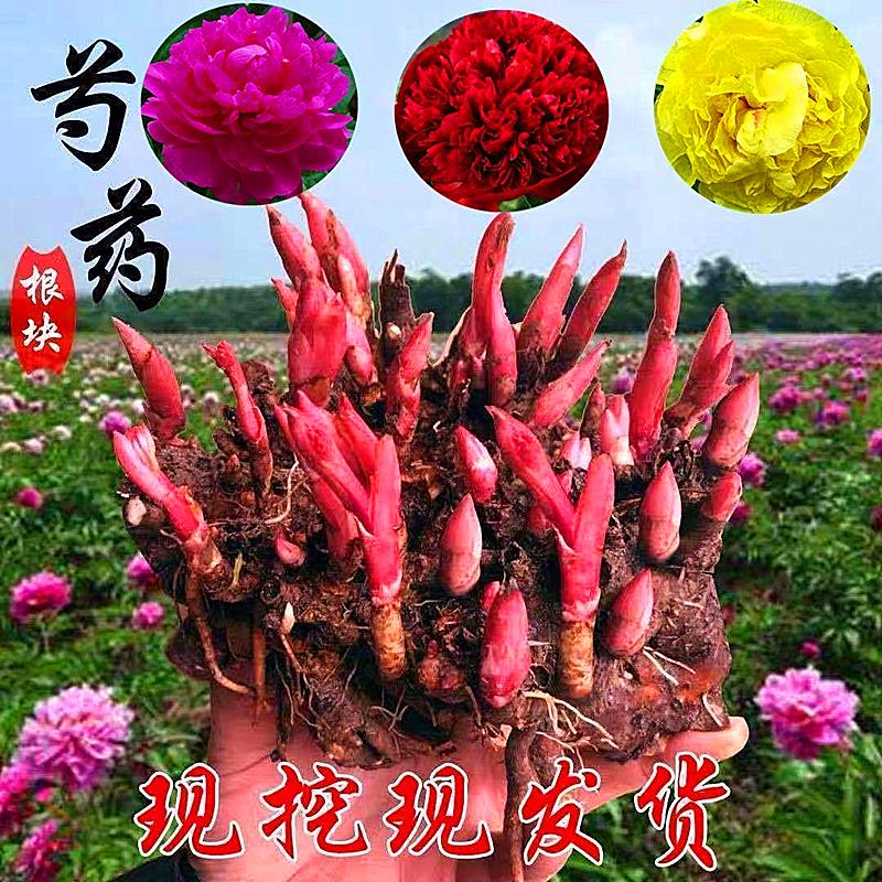 重瓣大花芍药花苗带芽根块四季花卉多年生阳台庭院芍药花户外盆栽 到手价¥8.80
