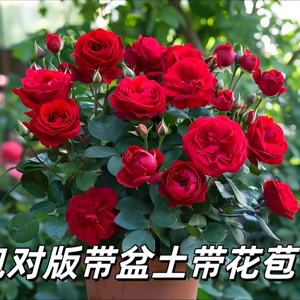 中国红月季深红色月月开带花苞好养好看喜庆 到手价¥15.88