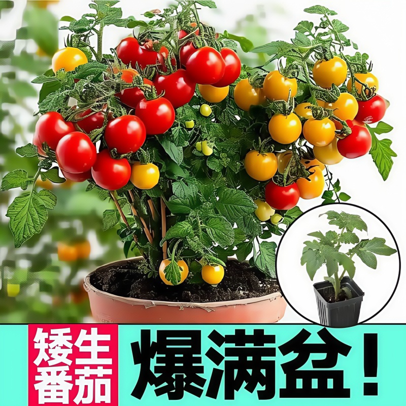 【矮颗】矮生番茄绿植小西红柿千禧盆栽圣女果盆景 到手价¥9.90