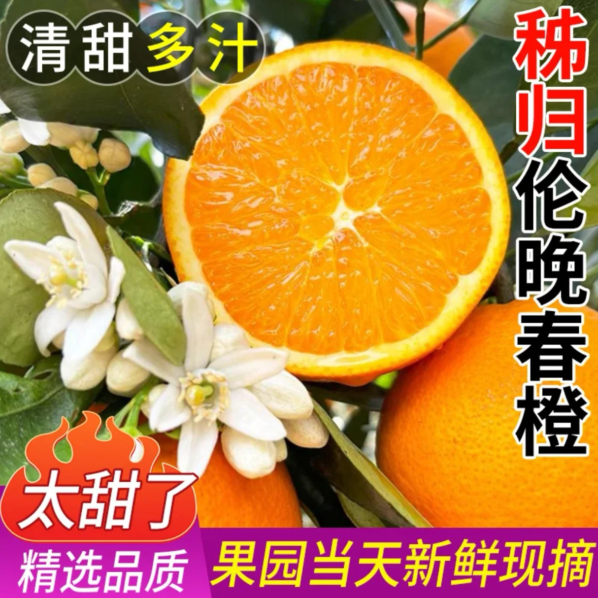 正宗伦晚春橙现摘发货湖北三峡伦晚当季鲜橙5斤装产地直发 到手价¥12.80
