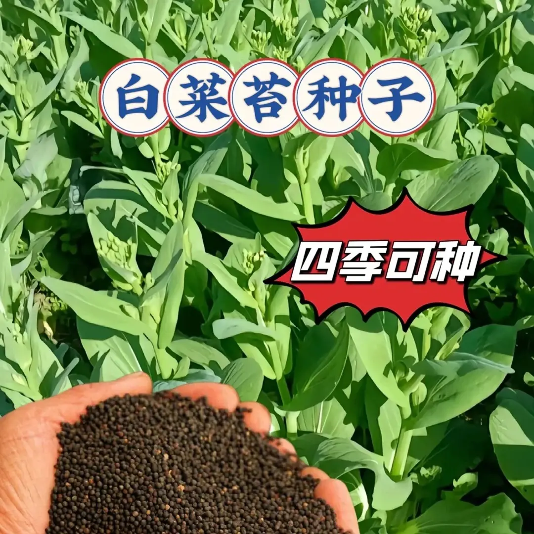 四季奶油白菜苔种子正宗四季白菜苔高产速生多芽蔬菜口感柔嫩清香 到手价¥3.99