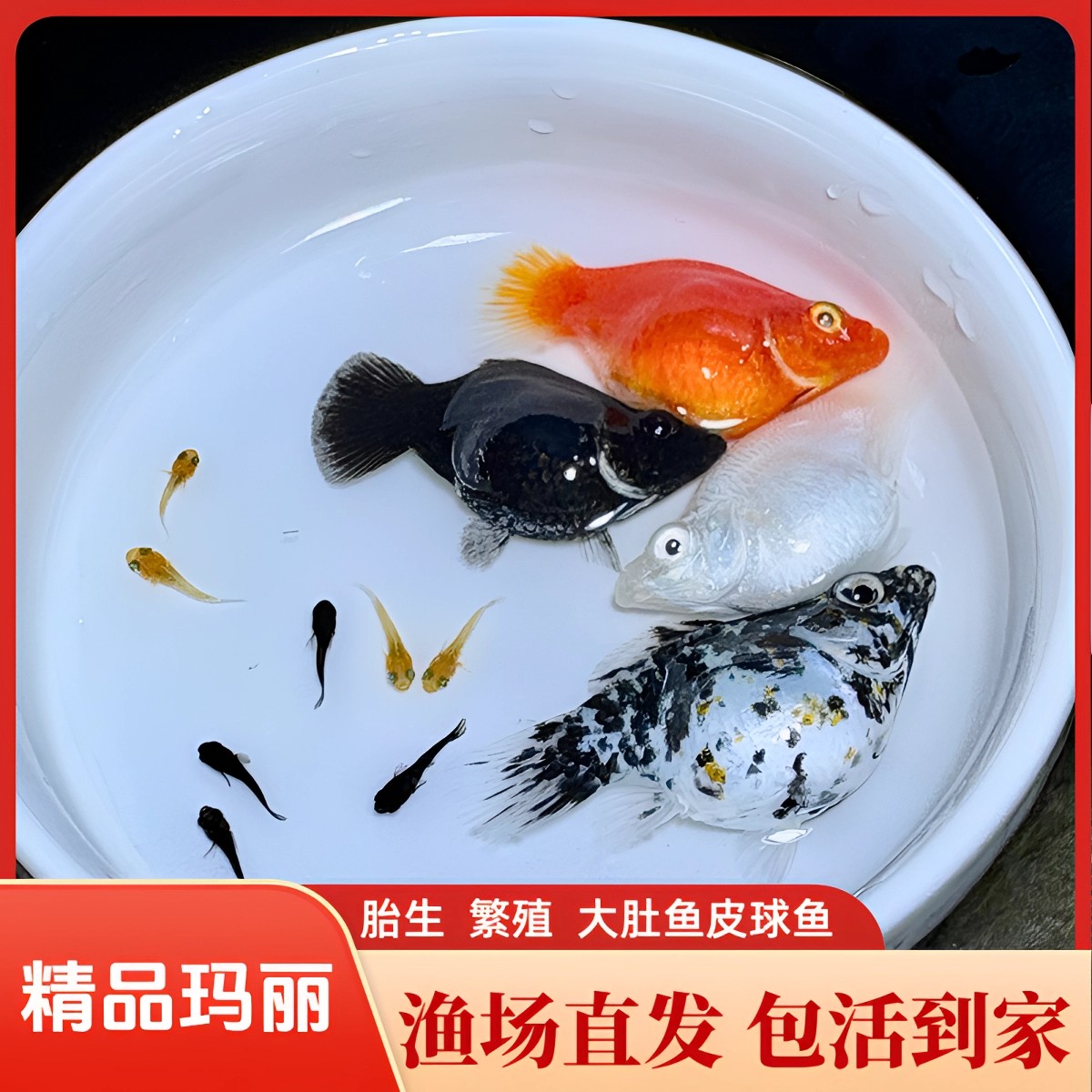 四色玛丽球奶牛玛丽球皮球鱼胎生鱼直接生小鱼小型热带观赏鱼活体 到手价¥8.50