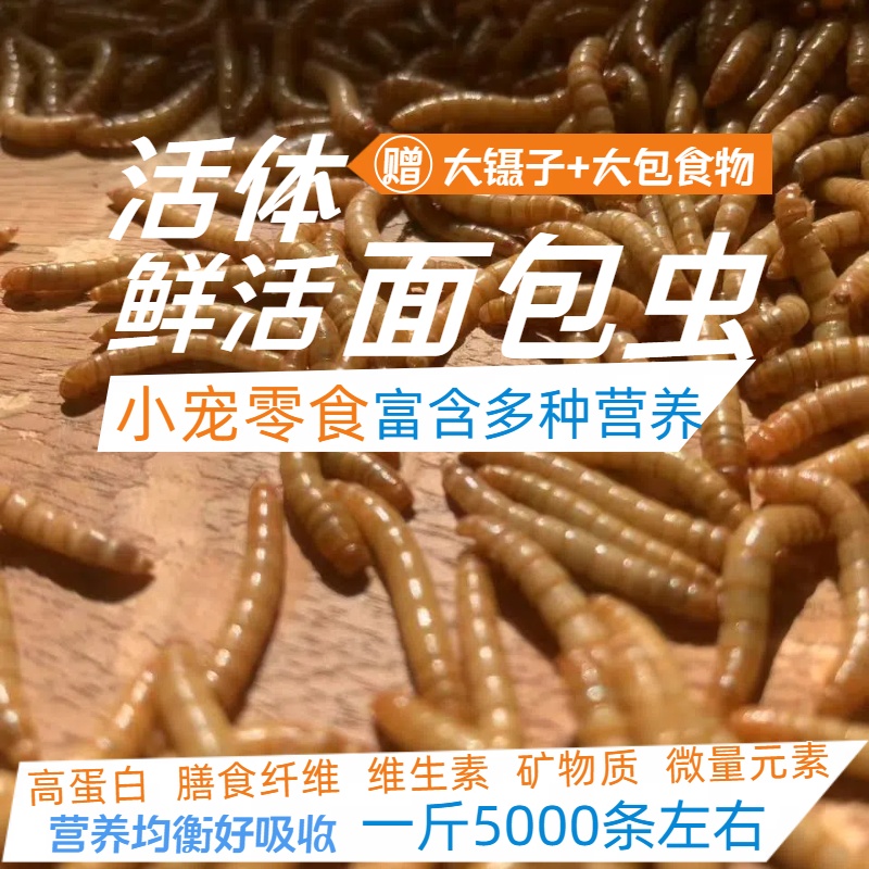 鲜活面包虫黄粉虫活饵蛋白虫钓鱼饵料鸟食鱼食爬宠宠物零食鸡饲料 到手价¥9.90