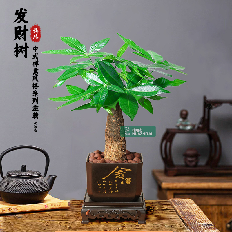 【发财树】室内好养护懒人桌面古风盆栽花卉绿植物观叶耐旱 到手价¥8.80