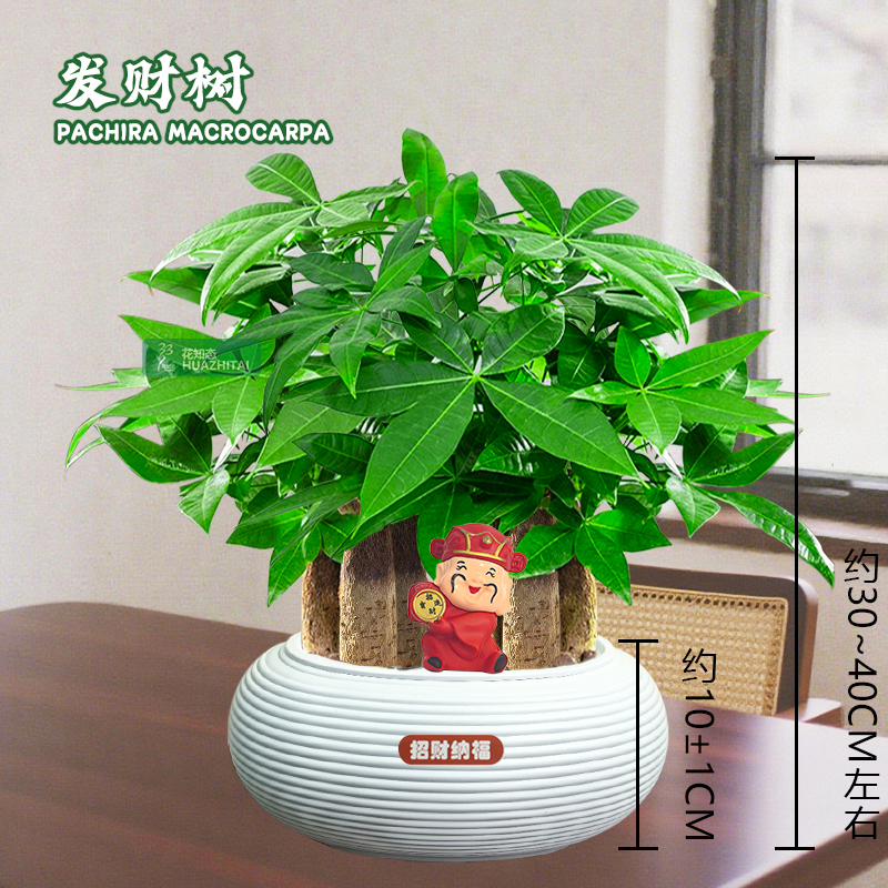 【六杆发财树】室内桌面（约30~40CM）季节盆栽鲜活好养护观叶耐 到手价¥23.80