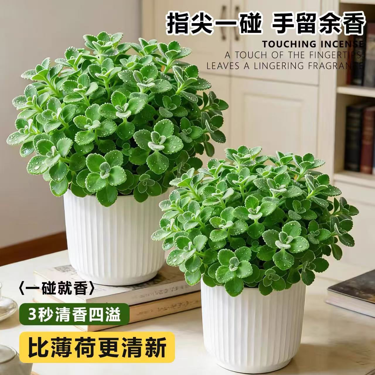 【6.99抢原盆原土】碰碰香盆栽楚留香一抹香室内可食用绿植驱蚊 到手价¥6.99