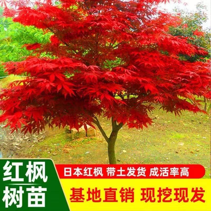 LV【9.9发2棵】红枫树苗 四季中国红 庭院红枫红舞姬地栽绿化植物 到手价¥9.99