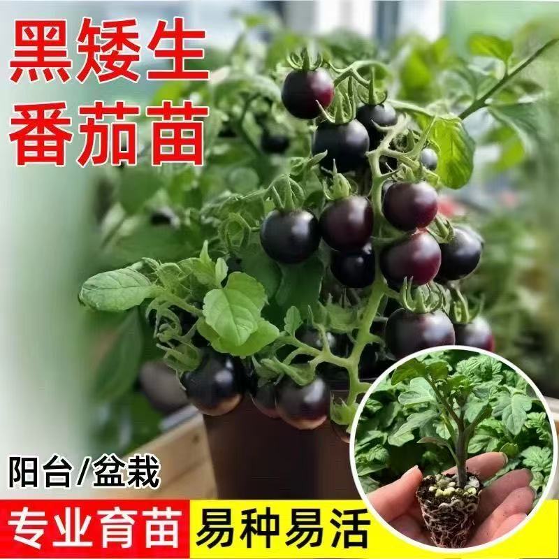 盆栽矮生番茄盆景观赏黑番茄红黄黑小番茄四季花卉小柿子绿植 到手价¥7.99
