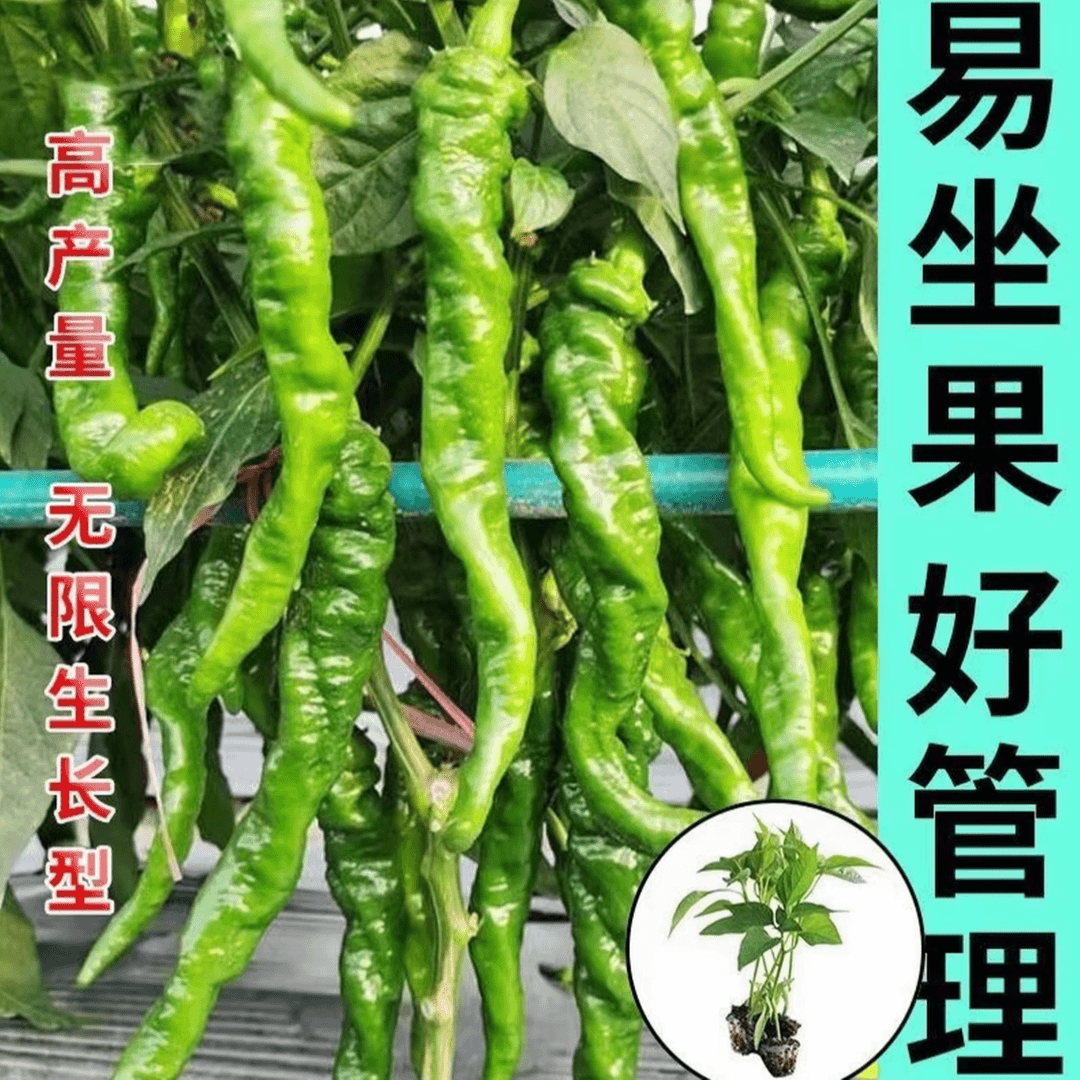 【基地现挖】螺丝椒辣椒苗高产大辣椒苗螺丝椒小院花盆种植 到手价¥9.90
