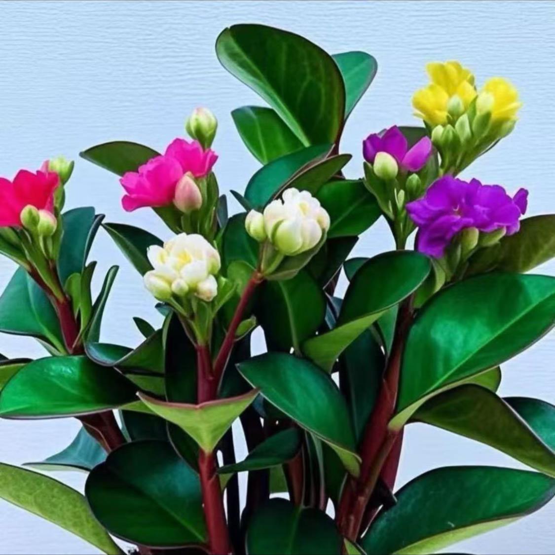【抢】碧玉四季新品常绿重瓣花卉绿植开花净化浓香型盆栽花 到手价¥2.88