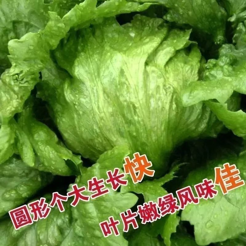 结球生菜圆生菜春夏秋四季生菜球形生菜汉堡生菜生吃脆甜爽口新鲜 到手价¥2.86