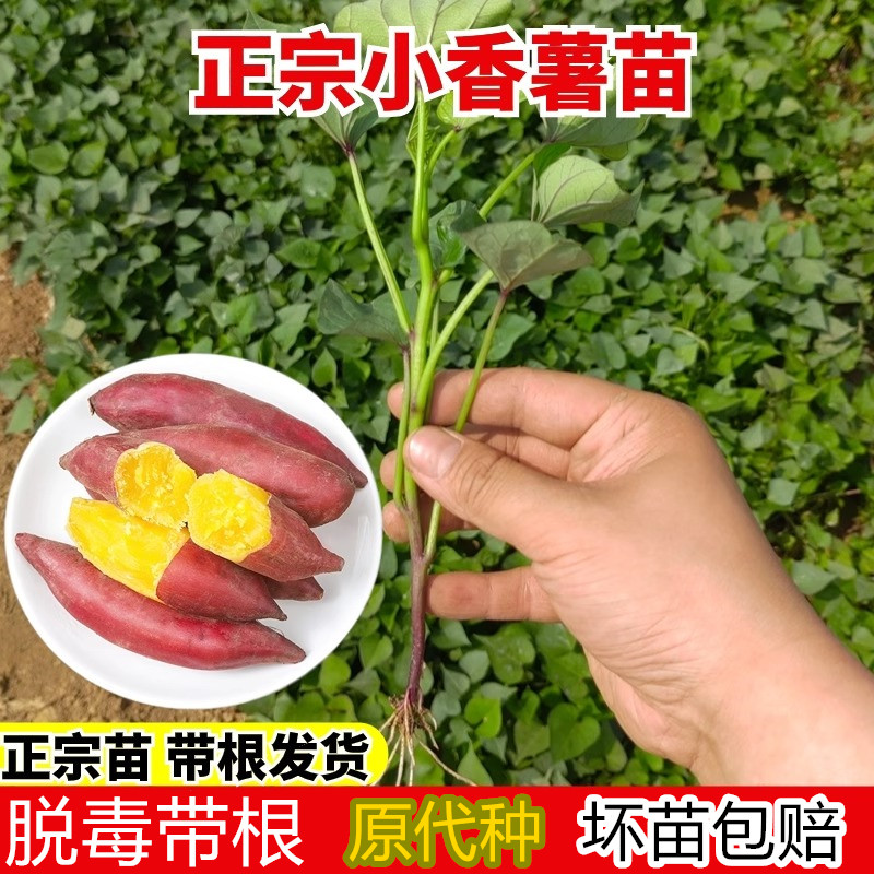 【小香薯苗】黄心红薯苗蜜薯25号农科院秧苗烟薯薯苗西瓜红薯苗8 到手价¥12.80