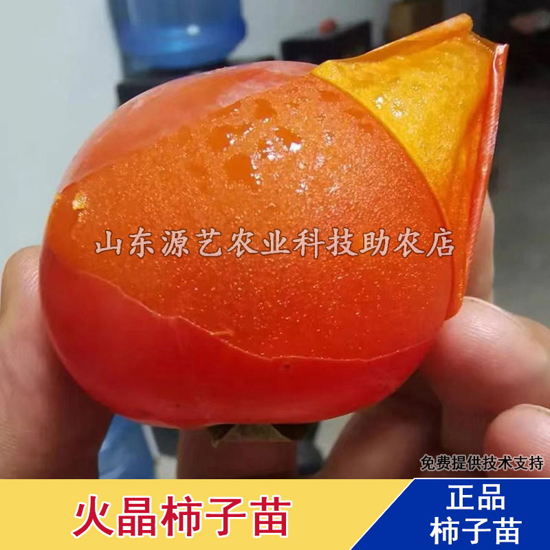 临潼火晶柿子树苗南北方庭院地栽盆栽果树苗嫁接软柿活苗当年结果 到手价¥9.90