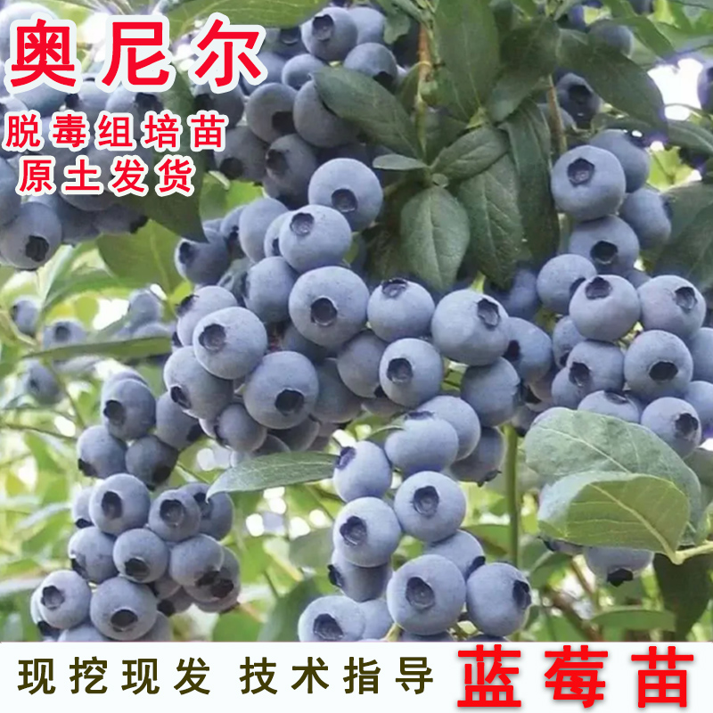 奥尼尔蓝莓树果苗早熟耐寒蓝莓树苗四季盆栽地栽南北方种当年结果 到手价¥13.20