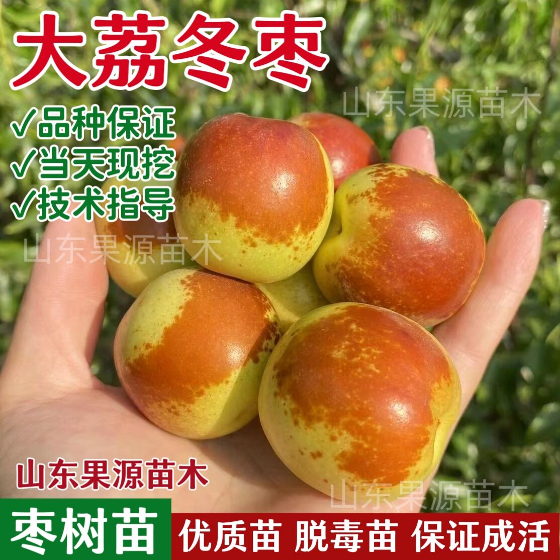 大荔冬枣树活苗南方北方庭院地栽枣树苗盆栽枣子当年结果树苗 到手价¥8.90