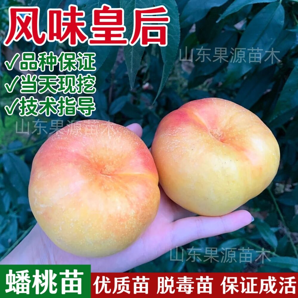风味皇后油蟠十蟠桃树果苗嫁接特大号蟠桃树苗南北方盆栽地栽果树 到手价¥8.00