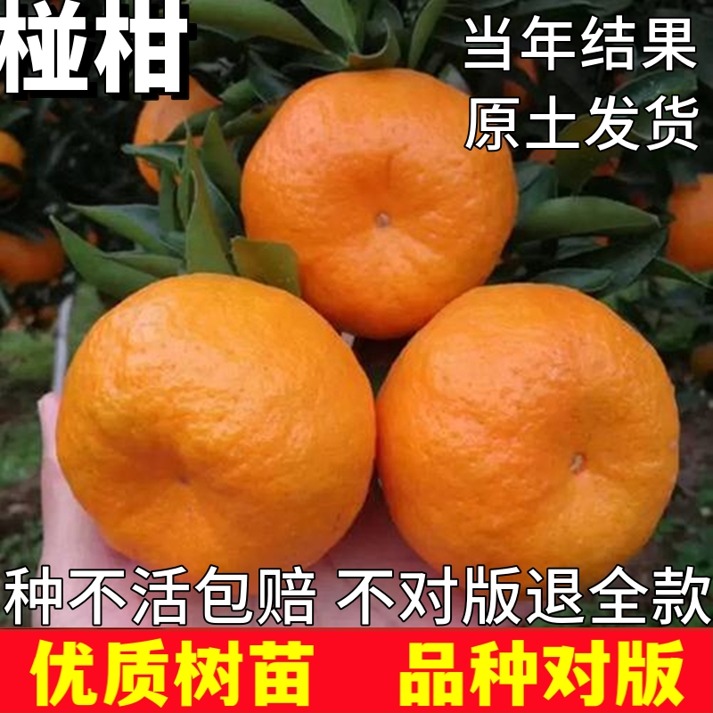 椪柑树苗南北方庭院耐寒地栽桔子果苗带土盆栽嫁接柑橘当年结果