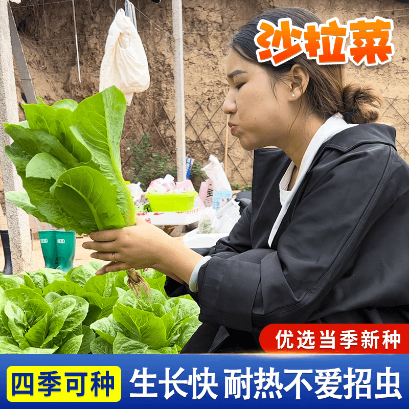 孔雀沙拉菜种子生菜油麦菜种籽四季阳台盆栽小院耐热蔬菜 到手价¥3.99
