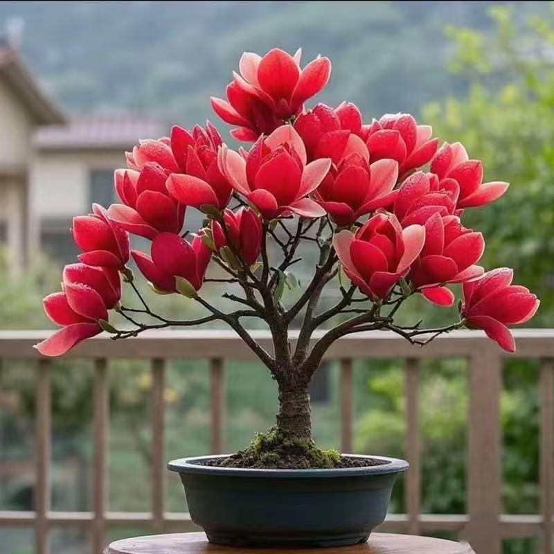 【带花苞】玉兰花树苗矮化盆栽花卉室内耐寒四季好养植物桌摆 到手价¥6.90