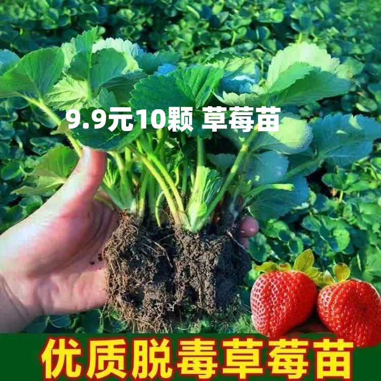 带盆草莓苗四季盆栽地栽食用奶油红颜章姬草莓苗南方北方种植果苗 到手价¥9.90