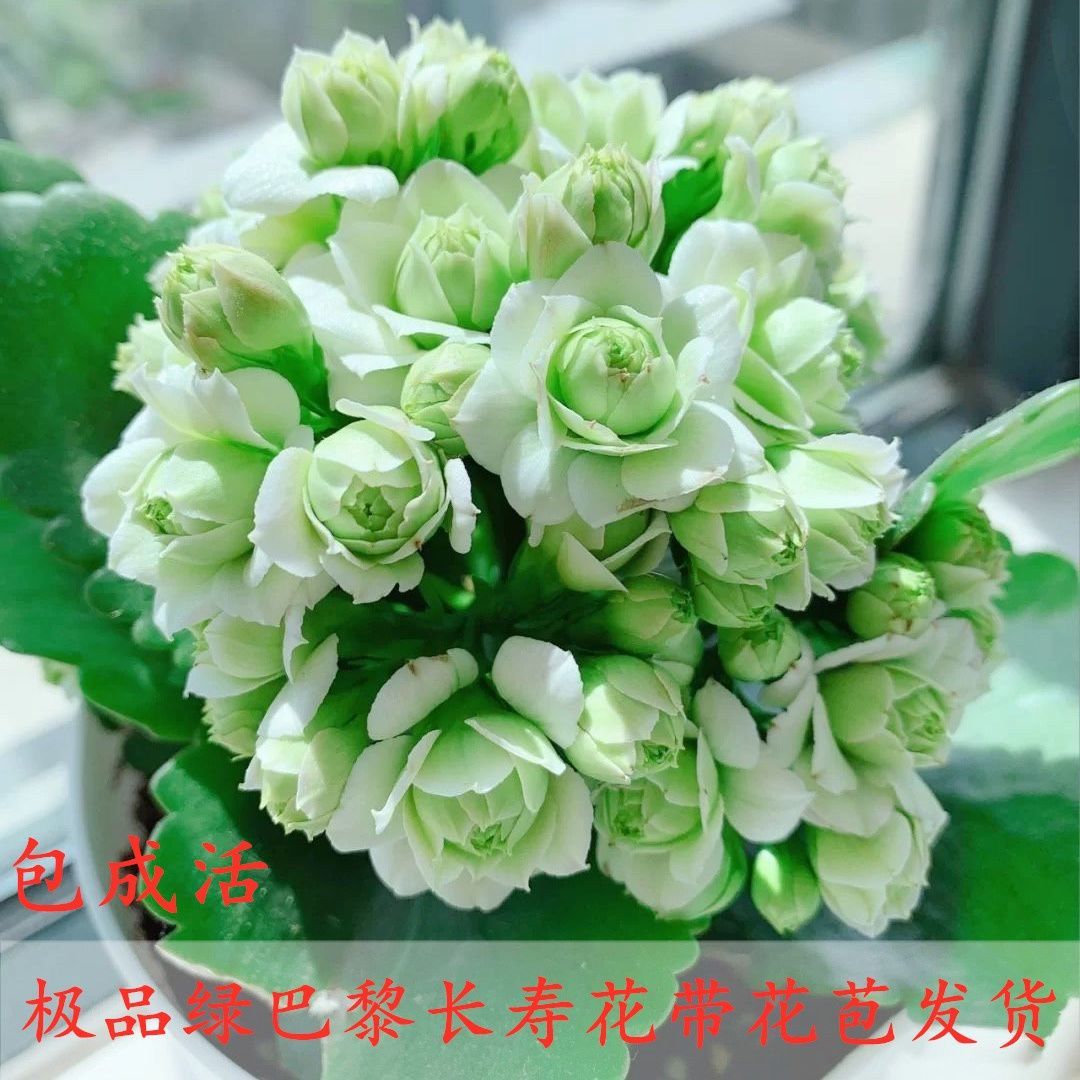花兮语绿巴黎长寿花重瓣大花带花苞原盆原土年宵花四季好养长寿花 到手价¥9.80