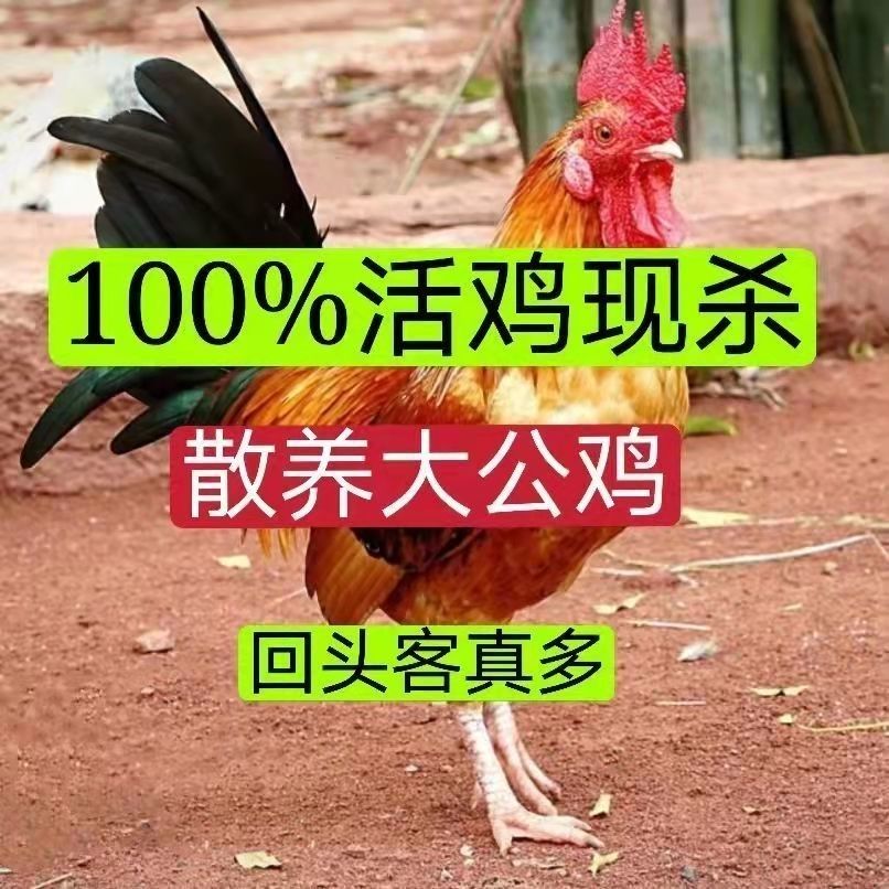 【鸡王大福利】山林散养大公鸡 到手价¥109.90