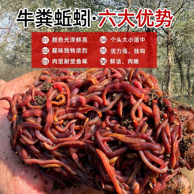 红蚯蚓活体鲫鱼野钓饵钓鱼大号蚯蚓活体红虫散装蚯蚓活饵盒装 到手价¥4.80