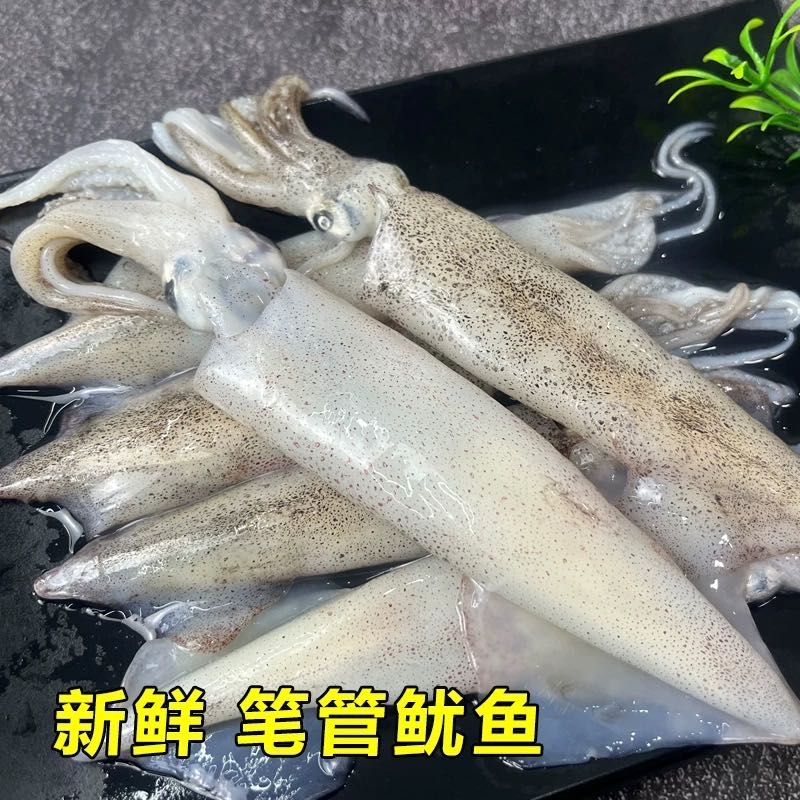 虎岛大连特产笔管鱼公笔管大海兔冷冻发货 到手价¥99.99