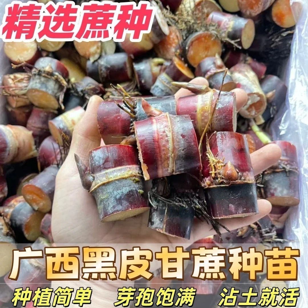 广西黑皮黄皮水果甘蔗薄皮种植种苗高产新鲜芽须盆栽 到手价¥5.90