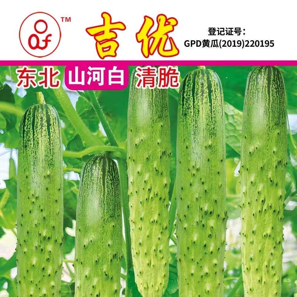 雌性山河白黄瓜种子 到手价¥9.90