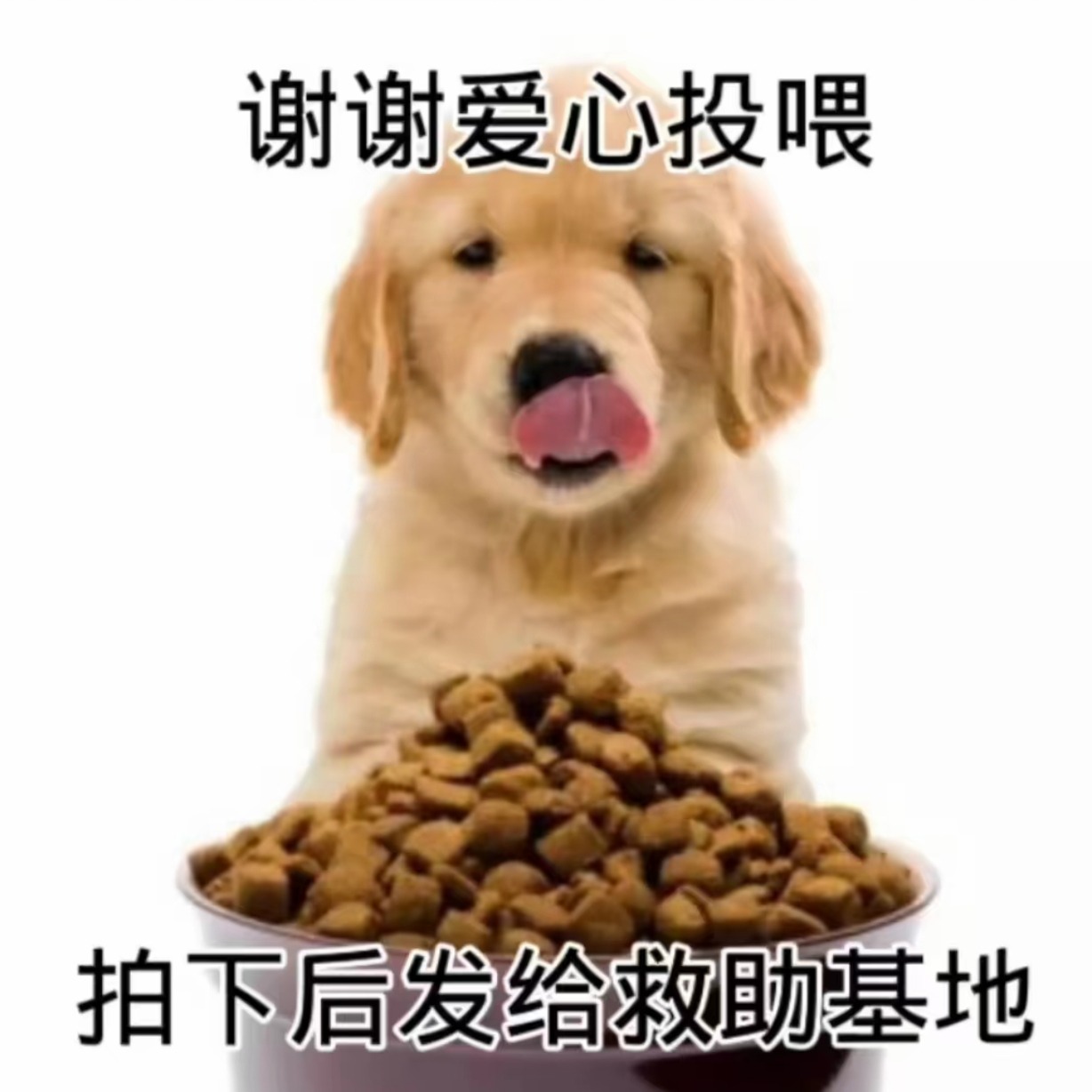 给毛孩子一顿粮 到手价¥10.99